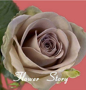 Original Beige Rose Seeds