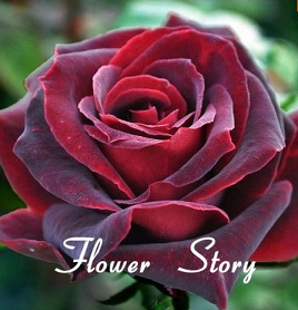 Great Red Rose Seeds