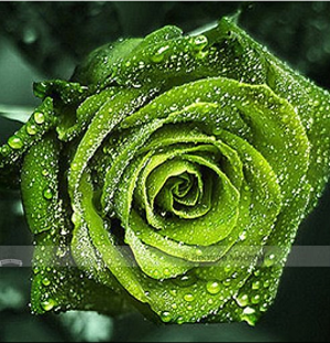 Great Green Rose Seeds