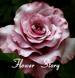 Fantastic Rose Rose Seeds