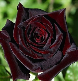 Bakkara Black Rose Seeds