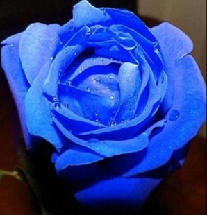 Blue Rose Seeds
