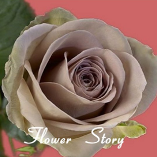 роза Амнезия