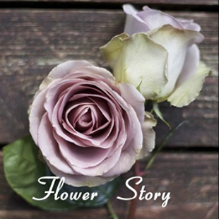 лиловая роза Амнезия