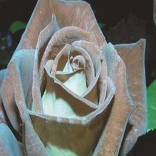 редкая мятно-шоколадная, бледно-голубая или нежно-мятная роза