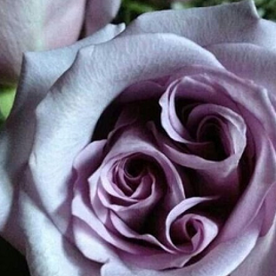 редкая лиловая роза трицветие Амнезия
