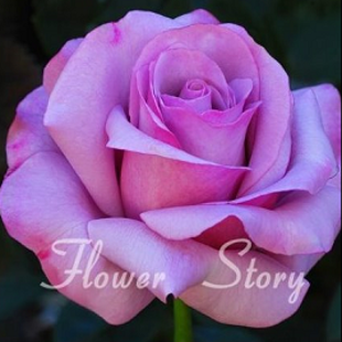 лиловая роза