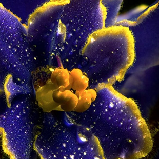 африканская ночная фиалка