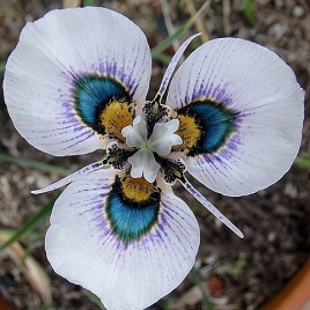 японский ирис