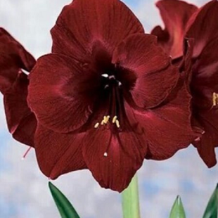 амариллис бордовый