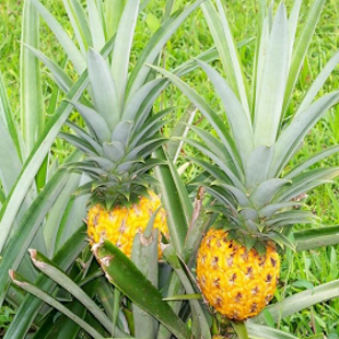 ананас