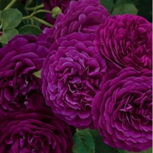 английская фиолетовая грандифлора (куст)