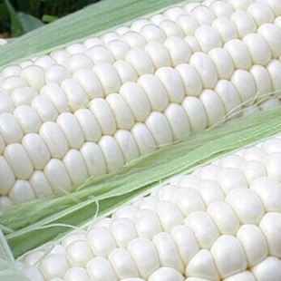 белая кукуруза
