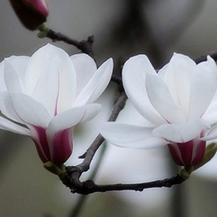 белая магнолия Юлан (дерево)