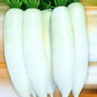 белая морковь