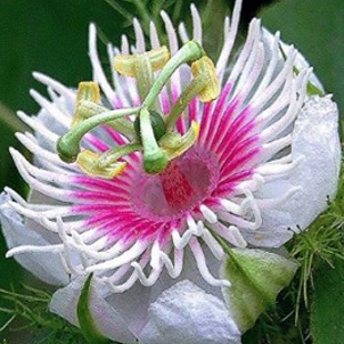 белая пассифлора