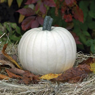 белая тыква