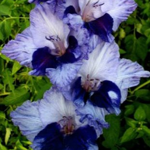 бело-синий гладиолус