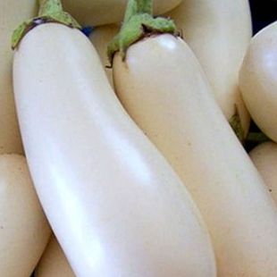 белый баклажан