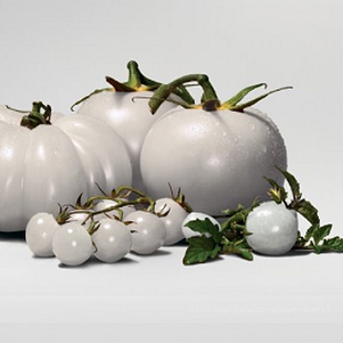 белый помидор