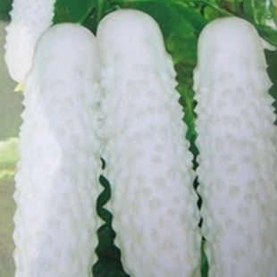 белый огурец