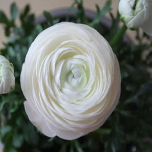 белый персидский лютик