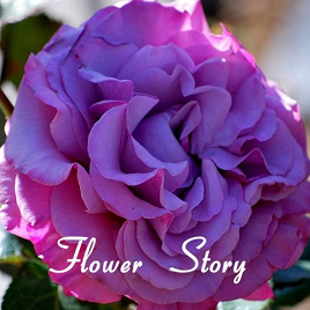 фиолетовая роза (куст)