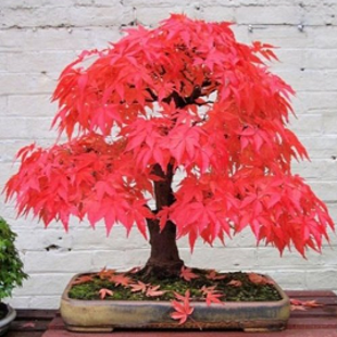 бонсай Японский Красный Клен