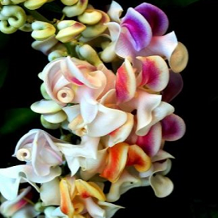 бонсай Штопор