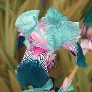 розовый ирис