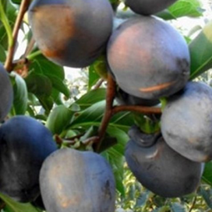 черная хурма