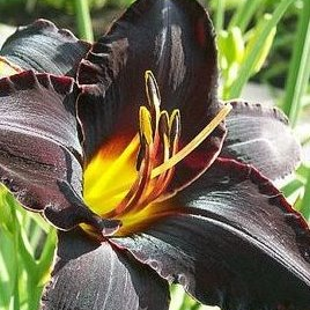 черная лилия