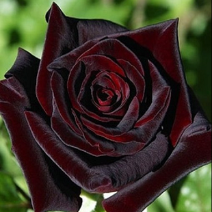 черная роза Баккара