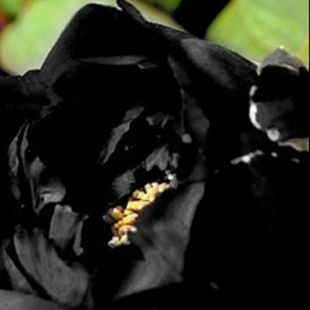 черный пион