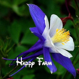 сине-белая фуксия