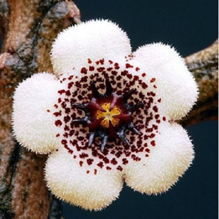 древесный цветок Стапелеантус Аренариус (дерево)