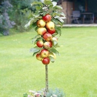 декоративная яблоня