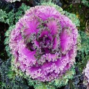 декоративная капуста фиолетовая