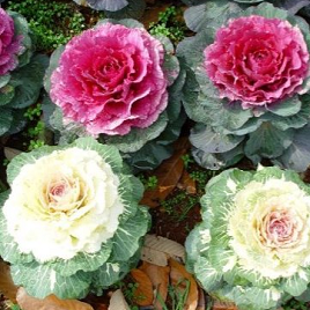 декоративная капуста белая