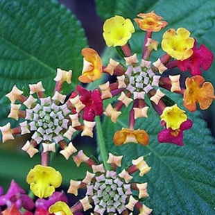 дикий шалфей Лантана Камара