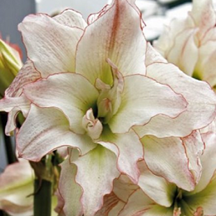 двойной амариллис