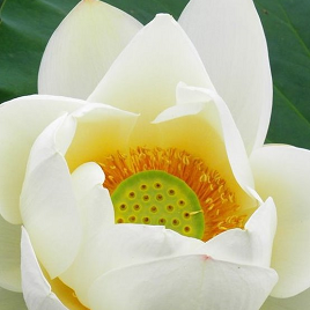 дворянский белый лотос