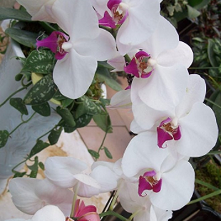 двуцветная белая орхидея