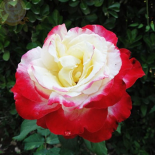 фамильная свадебная роза