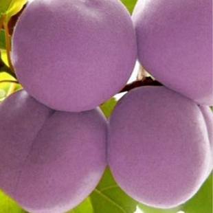 фиолетовый абрикос