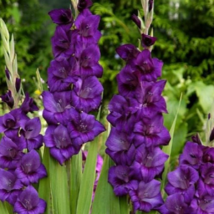 фиолетовый гладиолус