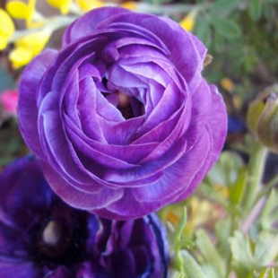 фиолетовый персидский лютик