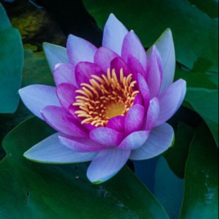 фиолетовый лотос