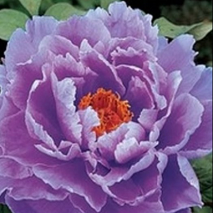 фиолетовый пион