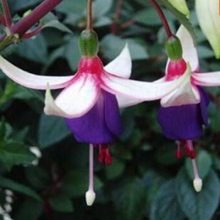 бело-фиолетовая фуксия